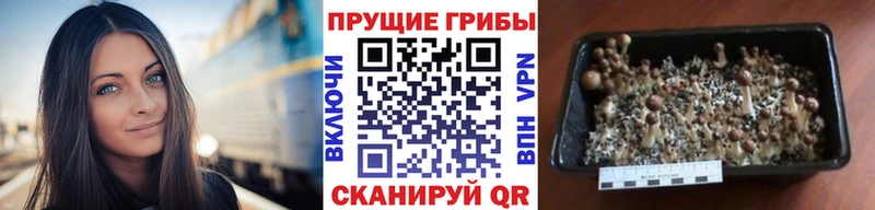 Псилоцибиновые грибы ЛСД  Купить закладки  Инта 